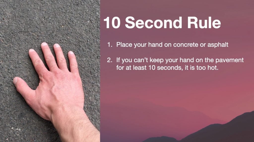 10 second rule for walking dogs in hot weather