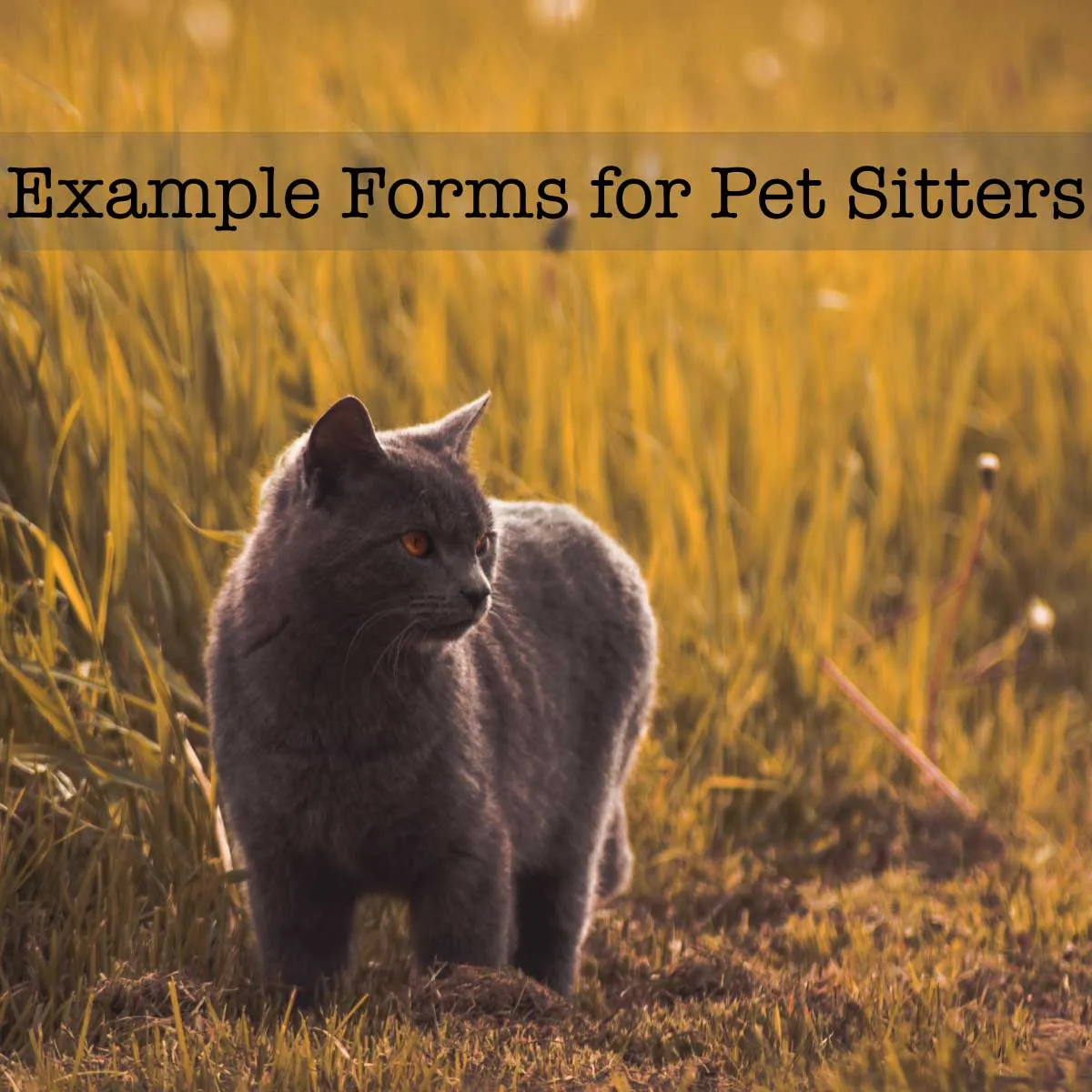 START HERE: Editable Document Pack