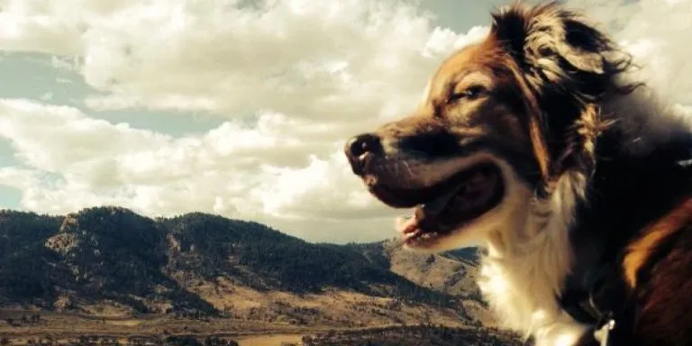 Pet Sitter Certification Course