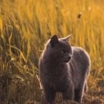 Example forms for pet sitters