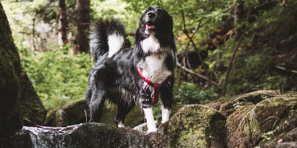 Dog standing in a river