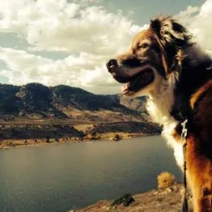 Professional Pet Sitting Certification Webinar