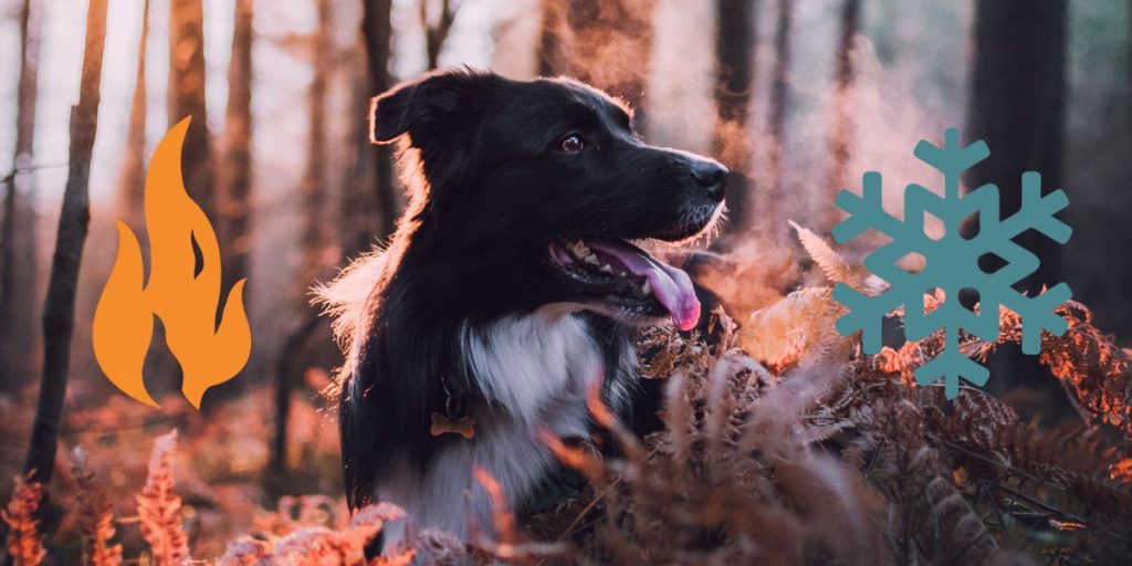 Hot and cold weather policy for pet sitters