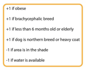 Safety Considerations for Walking Dogs in Hot Weather