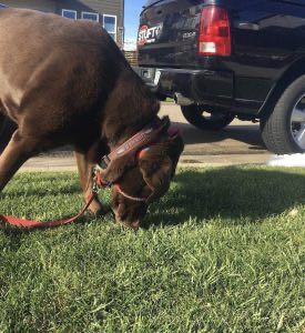 dog sniffing grass on walk 275x300 1