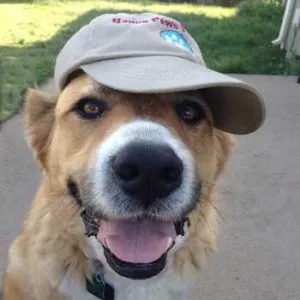 Dog Walker and Pet Sitter Online Certification