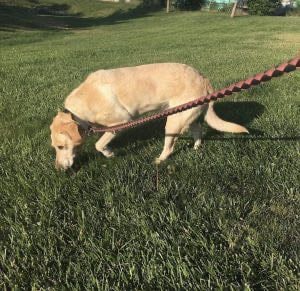 sniffing dog 300x291 1