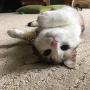 Cute Cat - Pet Sitting and dog walking training