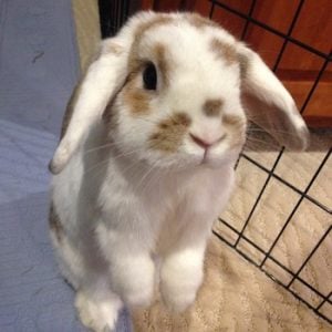 Cute Bunny Cute Cat - Pet Sitting and dog walking training