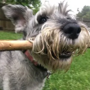 Cute Dog With a big stick - Cute Cat - Pet Sitting and dog walking training