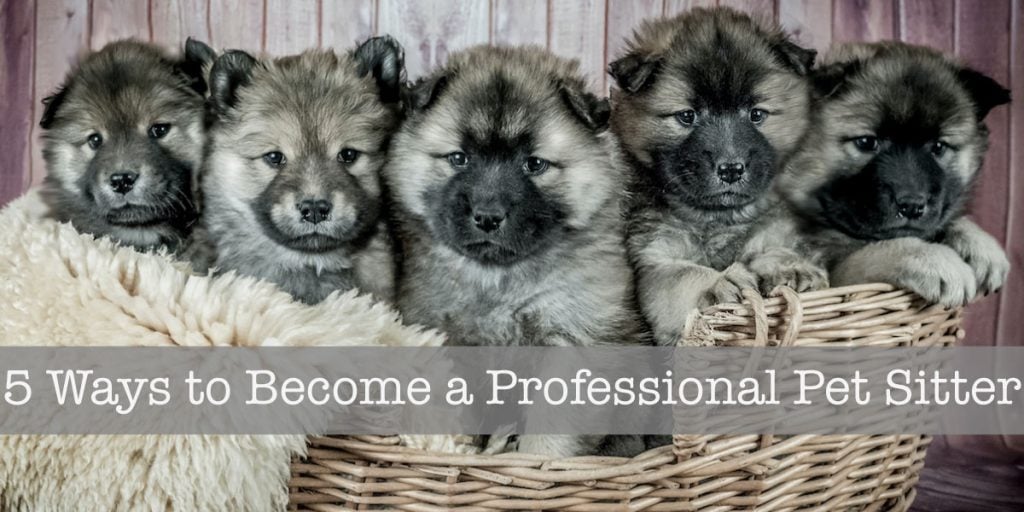 5 Ways to become a pet sitter
