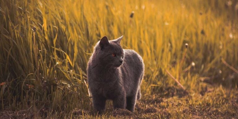 Example forms for pet sitters