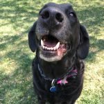 big smile dog sitting