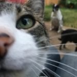 How to become a cat sitter