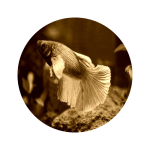 Fish Sitting Certificate