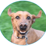 Smiling Dog With Cute Ears