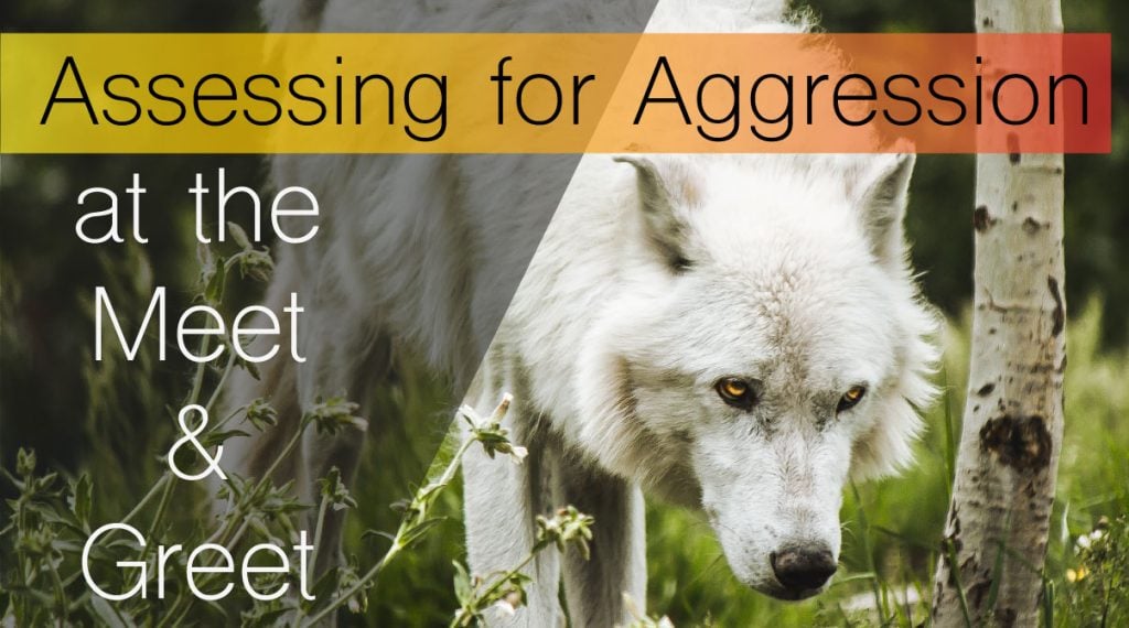 Assessing aggression at the meet & greet