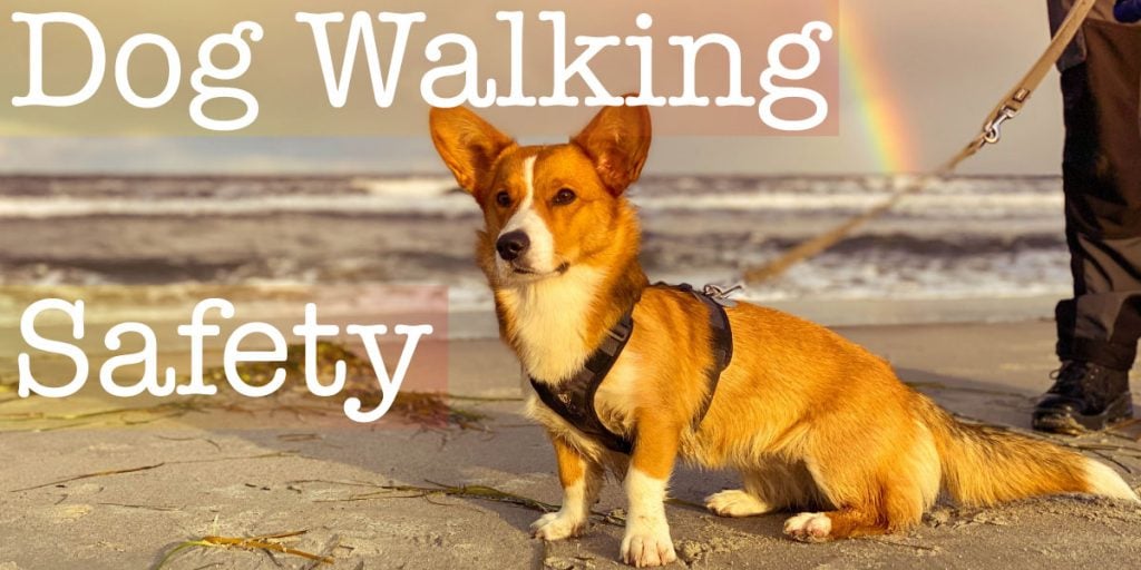dog walking safety