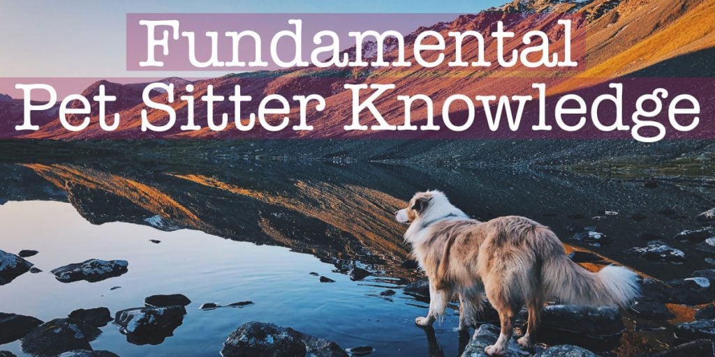 fundamental pet sitter knowledge