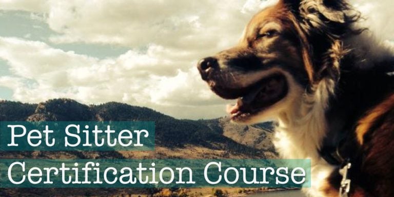 Pet Sitter Certification Course