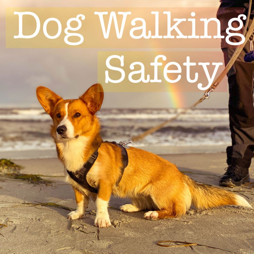Professional Dog Walking Safety Certificate