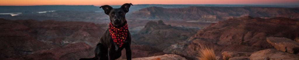 Dog in mountains - Pet Sitter Certification Course