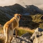 Dog looking into the mountains