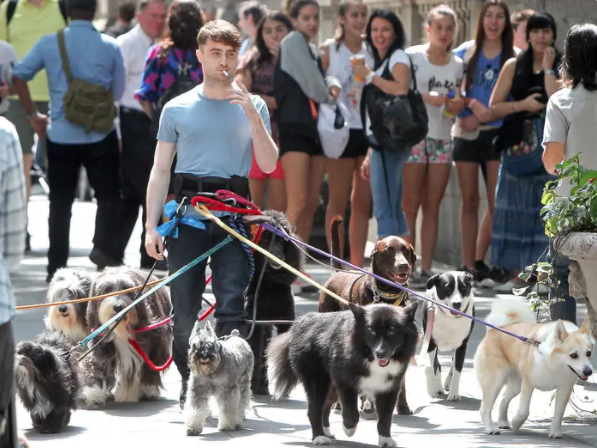 Daniel Radcliffe Walking Dogs