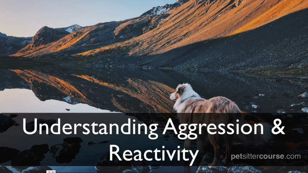 Understanding aggression and reactivity lesson