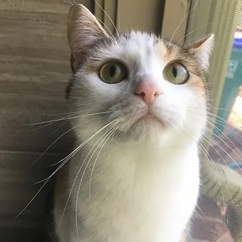 Business Resource Library