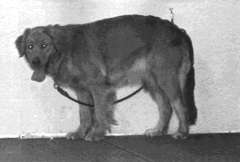 Dog Body Language Question 1