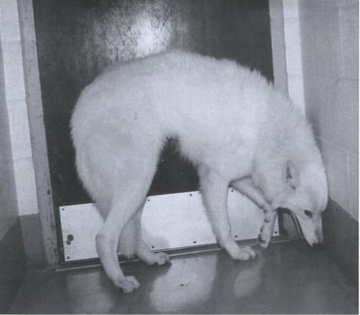 Dog Body Language Question 2