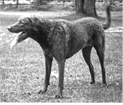 Dog Body Language Question 3