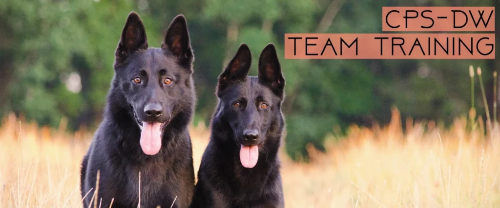 Two black dogs in a field